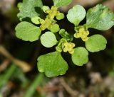 Chrysosplenium alternifolium. Цветки и листья. Калужская обл., Боровский р-н, окр.Чёлоховского ручья, край елового леса. 26.05.2022.