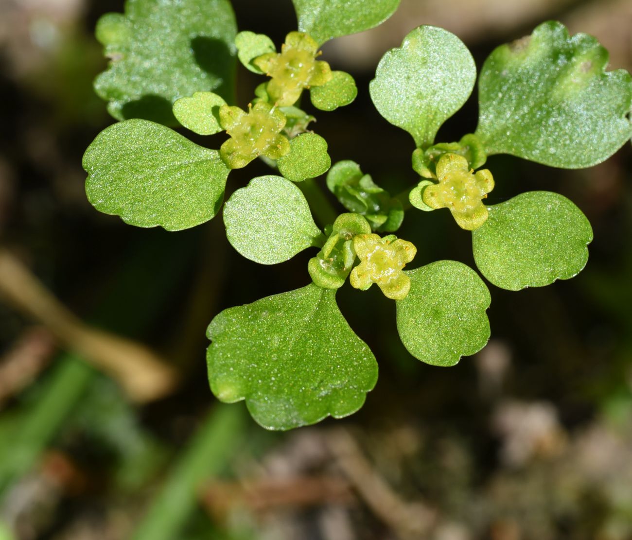 Image of Chrysosplenium alternifolium specimen.