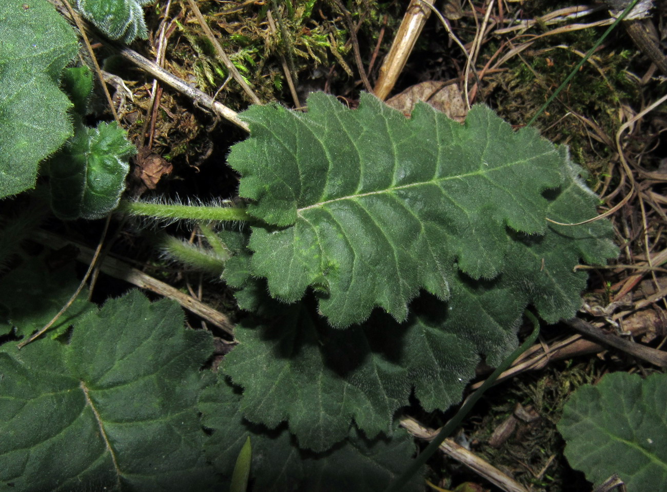 Image of Primula patens specimen.