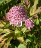 Astrantia maxima. Верхушка цветущего растения. Краснодарский край, 10 км зап. ст. Даховская. 15 сентября 2007 г.