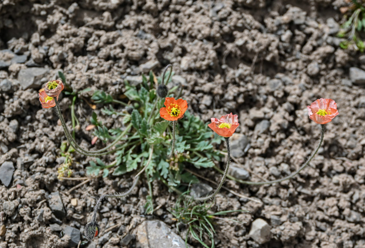 Изображение особи Papaver croceum.