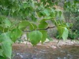 Betula pendula