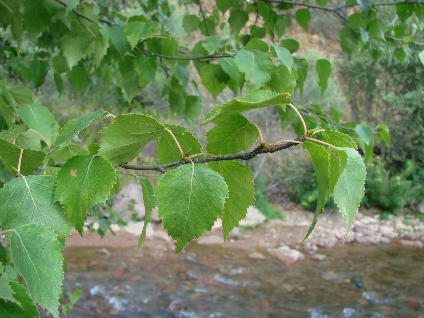 Изображение особи Betula pendula.