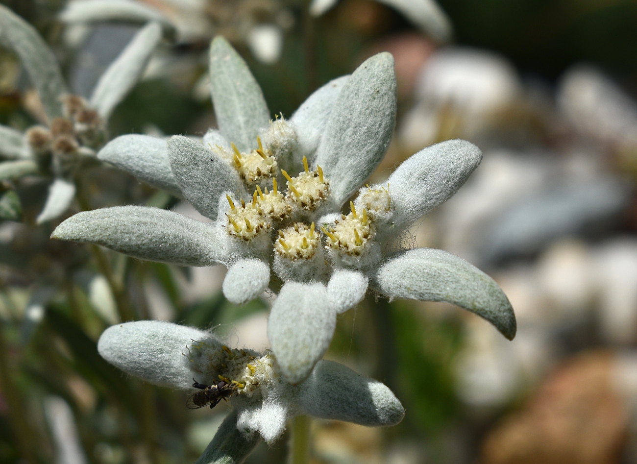 Image of Leontopodium nivale ssp. alpinum specimen.