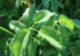 Sanguisorba officinalis. Часть листа с каплями гуттации. Тверская обл., Весьегонск, в культуре. Происхождение: г. Тверь, Заволжский р-н, мкр-н Соминка, берег руч. Соминка, Волынское кладб., сырой назкотравный луг. 23 июля 2022 г.