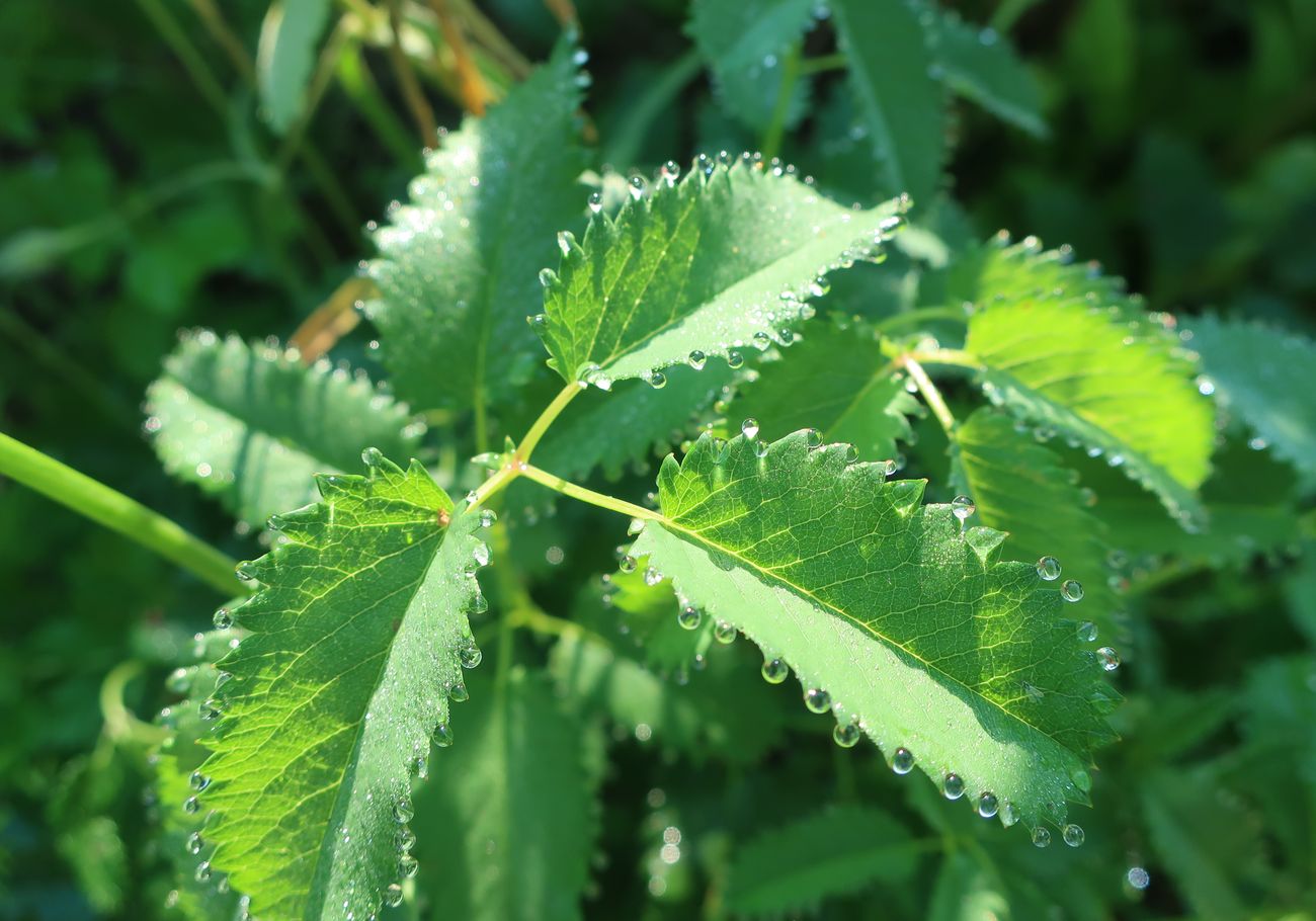 Image of Sanguisorba officinalis specimen.