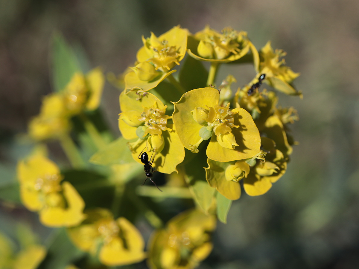 Изображение особи Euphorbia virgata.