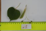 Tilia platyphyllos