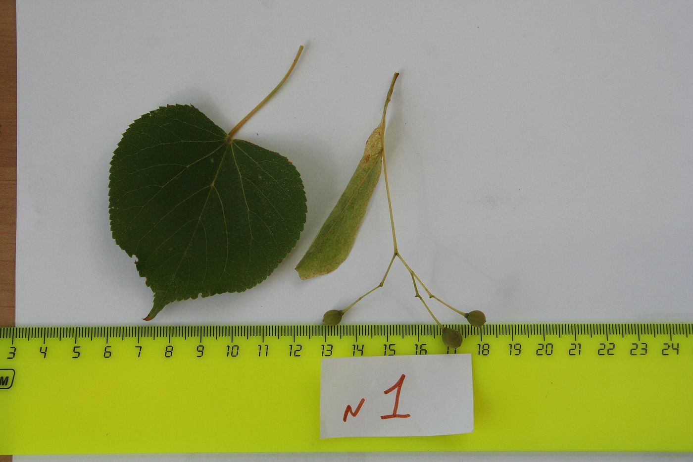 Изображение особи Tilia platyphyllos.