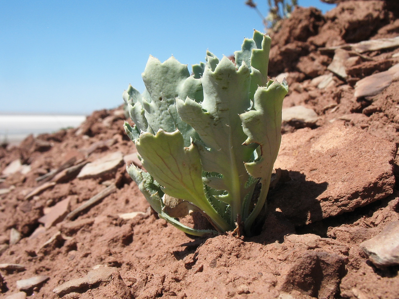 Image of Glaucium fimbrilligerum specimen.