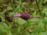 Cirsium setosum. Распускающееся соцветие (запоздалое цветение). Московская обл., ГО Подольск, мкр-н Климовск, опушка леса. 02.10.2022.