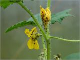 Cucumis sativus