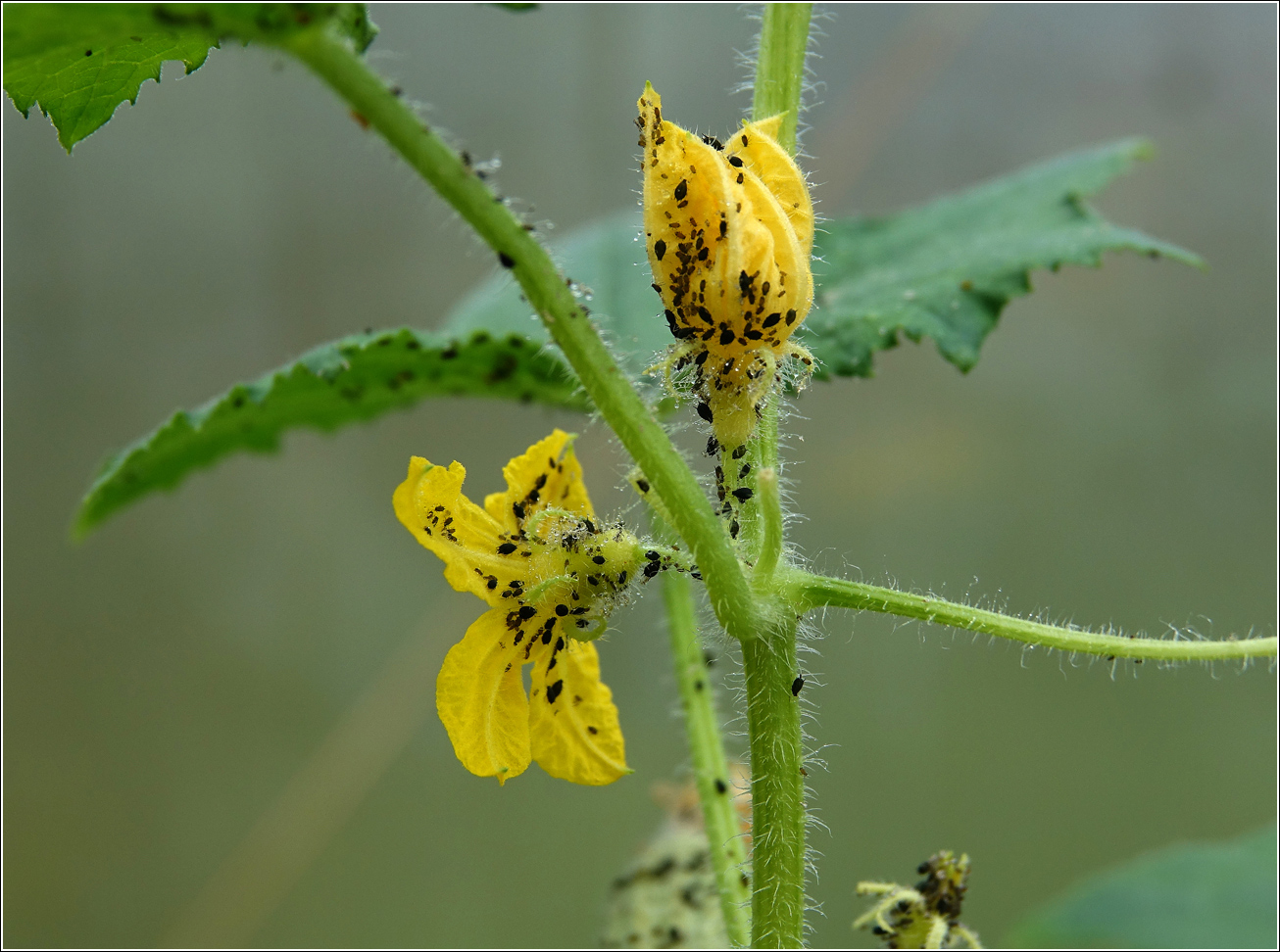 Image of Cucumis sativus specimen.