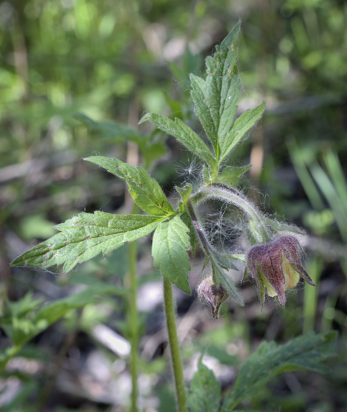 Image of Geum rivale specimen.