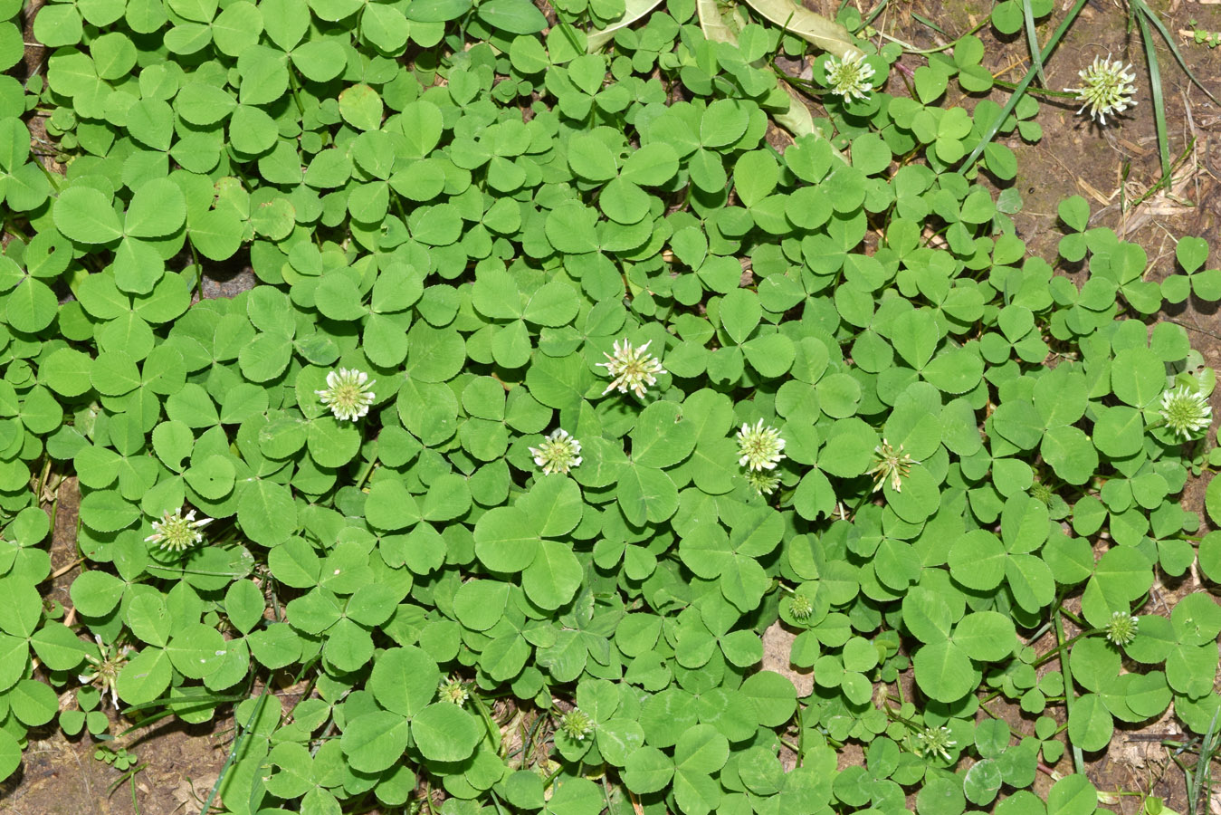 Image of Trifolium repens specimen.