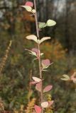 Berberis vulgaris. Часть ветви с листвой в осенней окраске. Санкт-Петербург, Дудергофские высоты, поляна на склоне южной экспозиции, сухой луг. 08.10.2022.