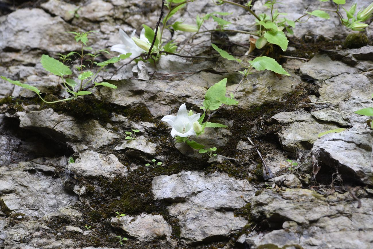 Image of Campanula pendula specimen.