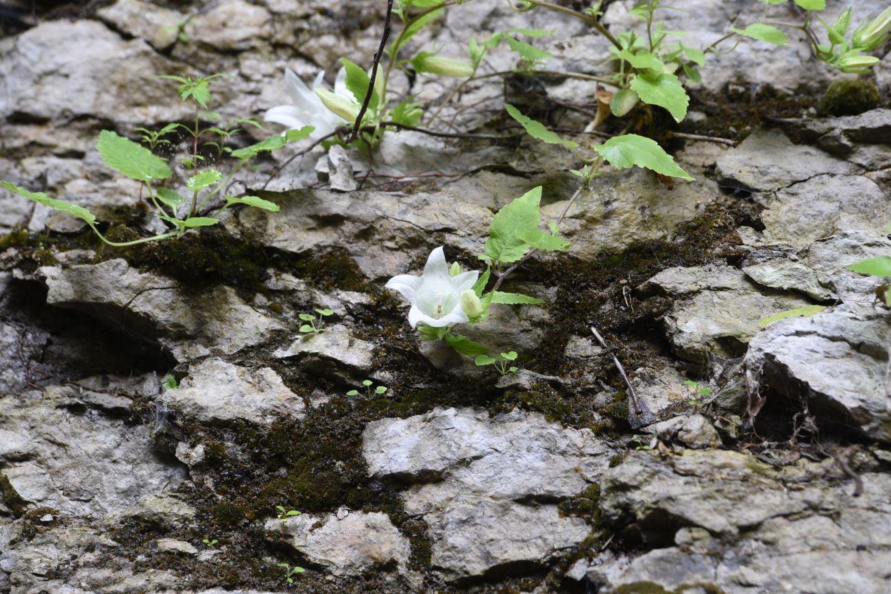 Изображение особи Campanula pendula.