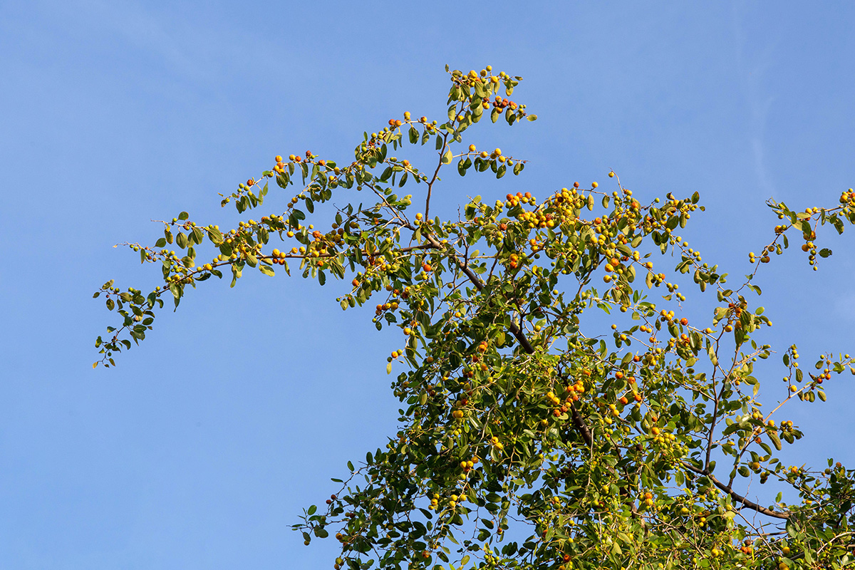 Image of Ziziphus spina-christi specimen.