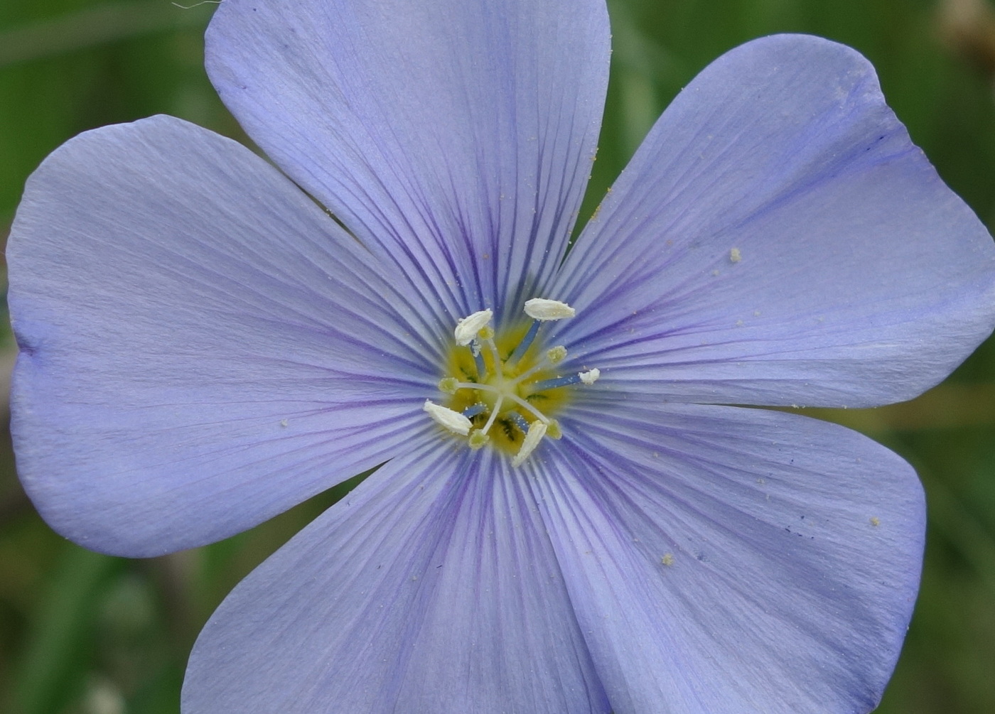 Изображение особи Linum perenne.