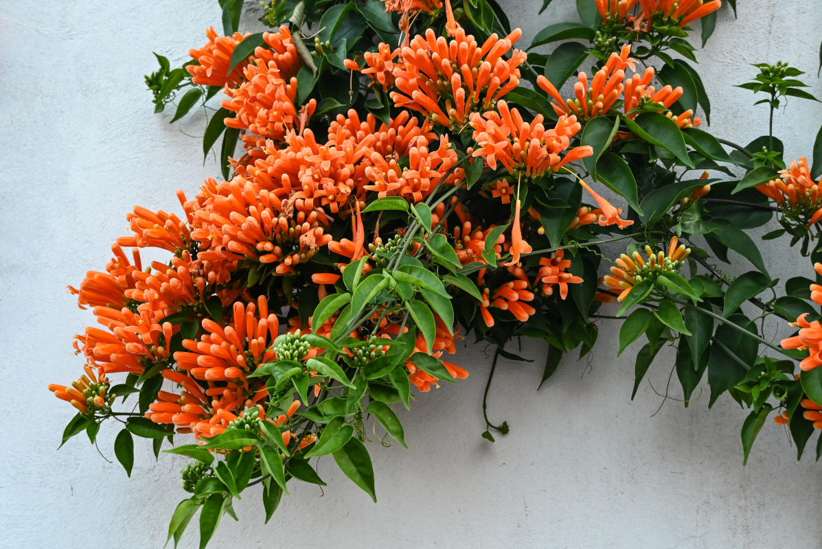 Изображение особи Pyrostegia venusta.