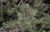 Juniperus phoenicea