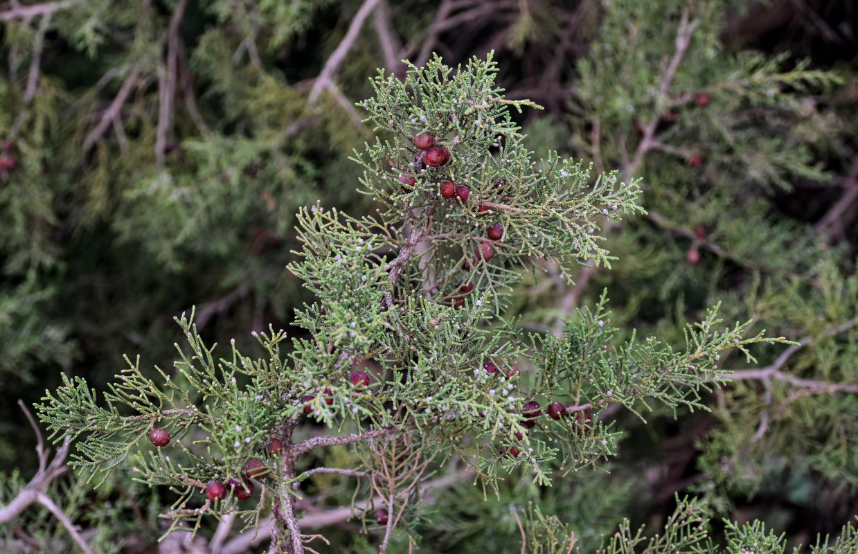 Image of Juniperus phoenicea specimen.