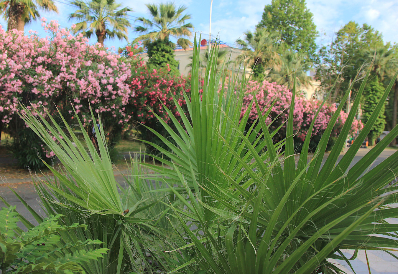 Image of Washingtonia filifera specimen.