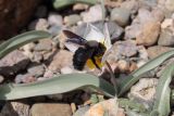 Tulipa biflora. Цветущее растение с питающейся пчелой Xylocopa violacea. Крым, Балаклава, обрыв над ур. Инжир. 16.03.2023.