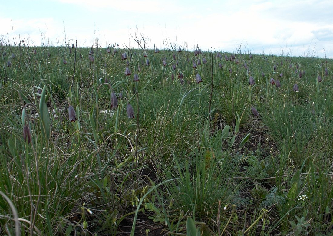 Image of Fritillaria caucasica specimen.