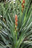 Yucca gloriosa