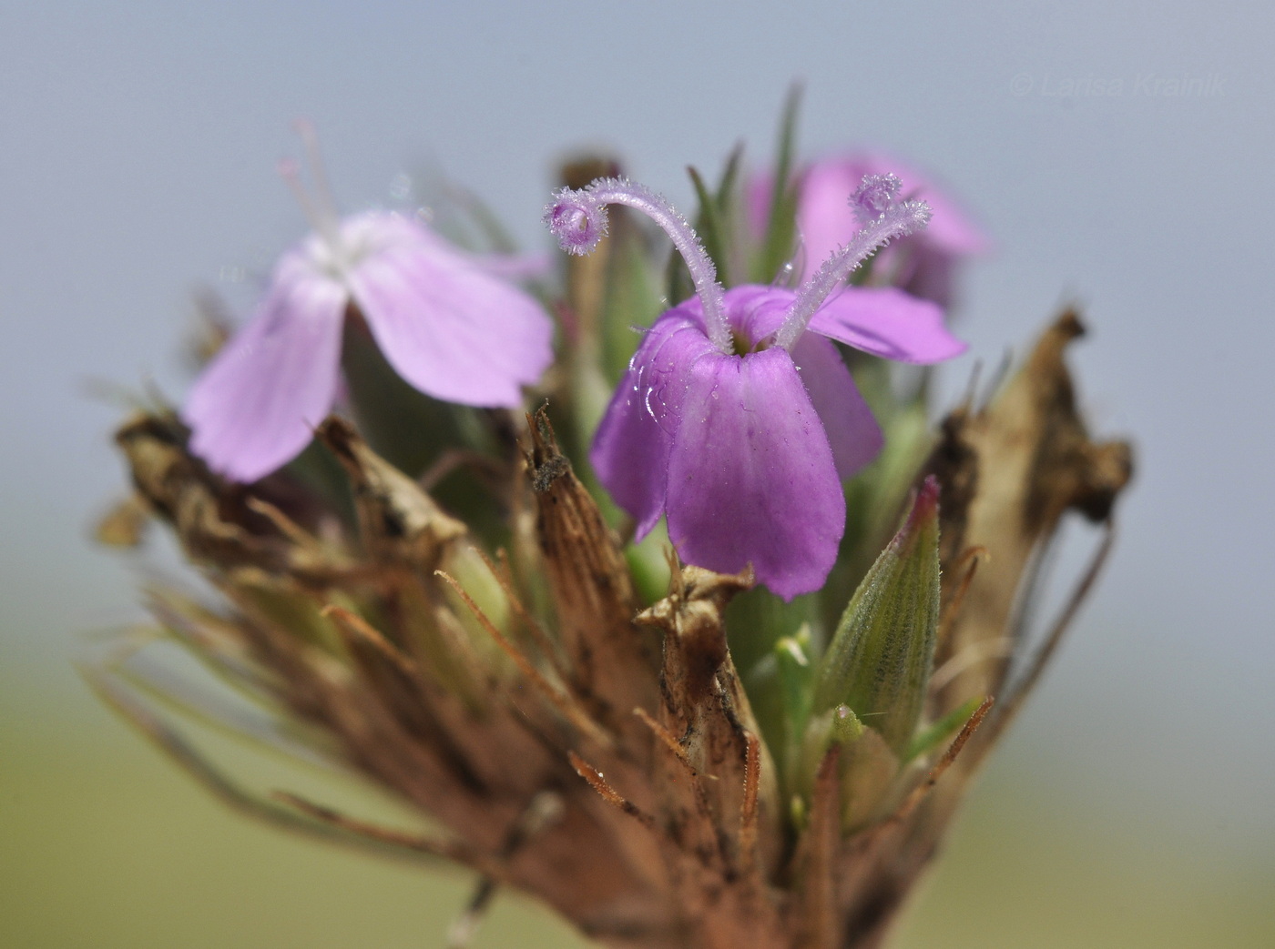 Image of Dianthus pseudarmeria specimen.