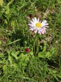 Bellis perennis. Растение с цветущим и расцветающим соцветием. Беларусь, г. Могилёв, Ленинский р-н, ПКиО им. Максима Горького, газон у храма Святых царственных мучеников и новомучеников и исповедников XX века. 02.05.2023.