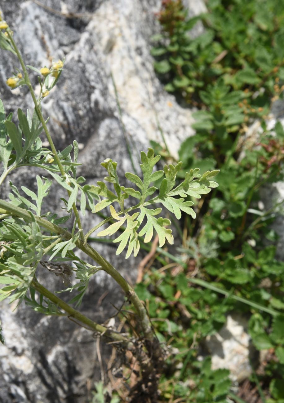 Изображение особи Artemisia absinthium.