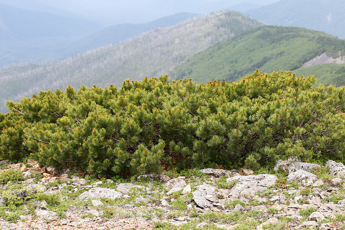 Изображение особи Pinus pumila.