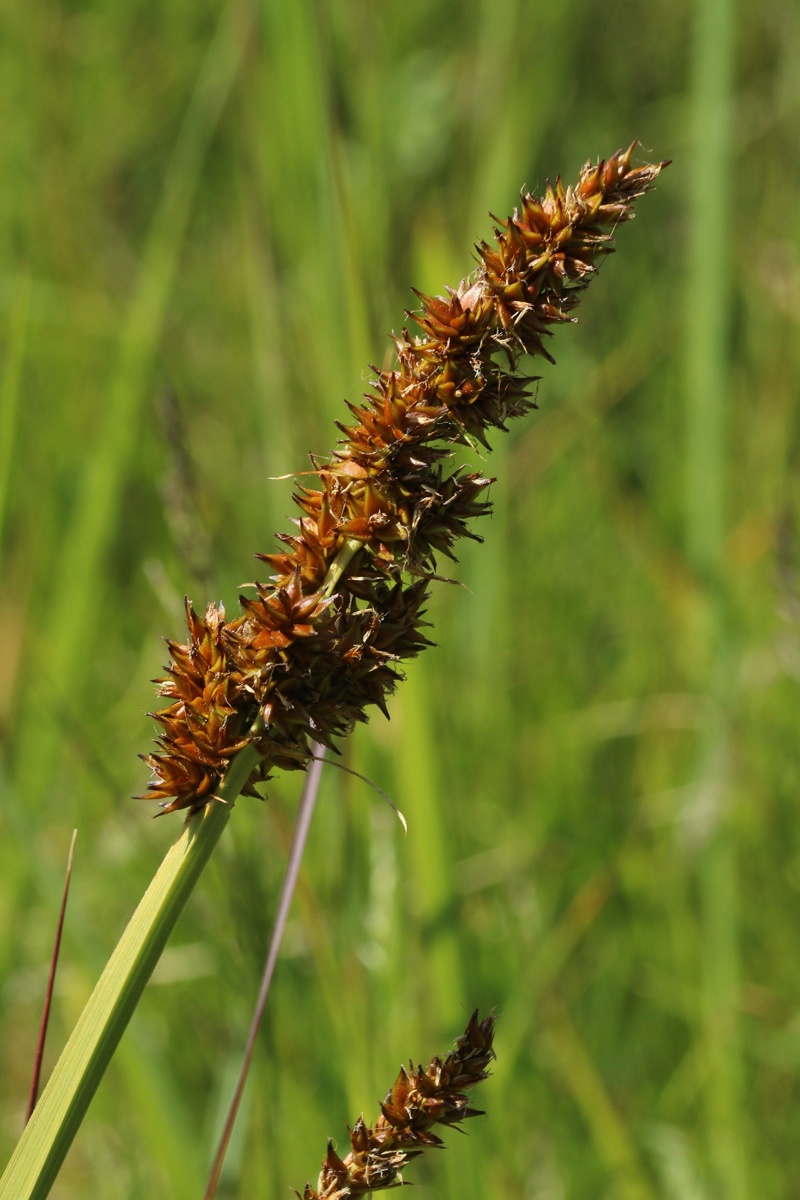 Изображение особи Carex vulpina.