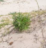 Oenothera stricta. Плодоносящее растение. Чили, обл. Valparaiso, провинция Isla de Pascua, северо-восточная часть острова, бухта Anakena, закреплённые дюны. 09.03.2023.