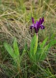 Iris pumila