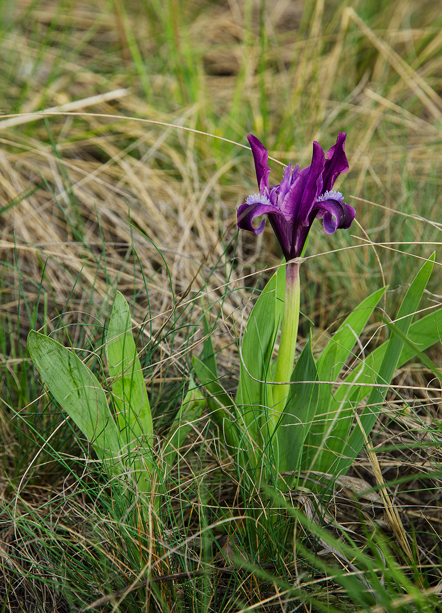 Изображение особи Iris pumila.