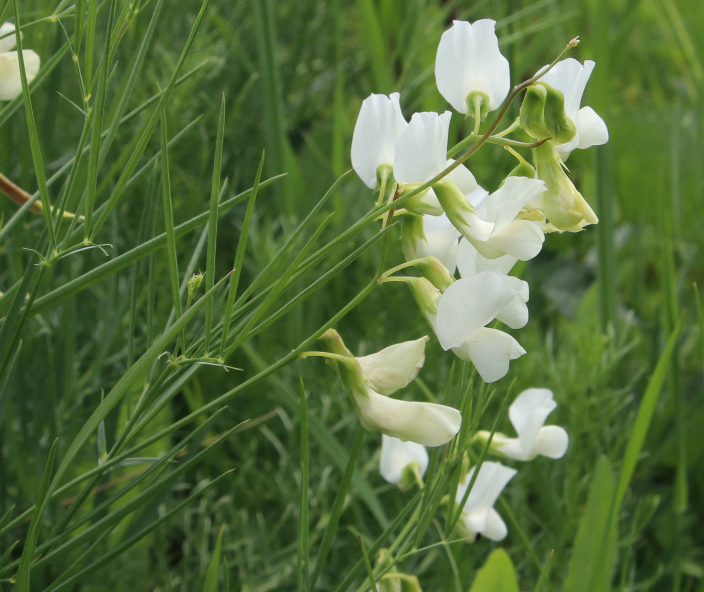 Image of Lathyrus pannonicus specimen.