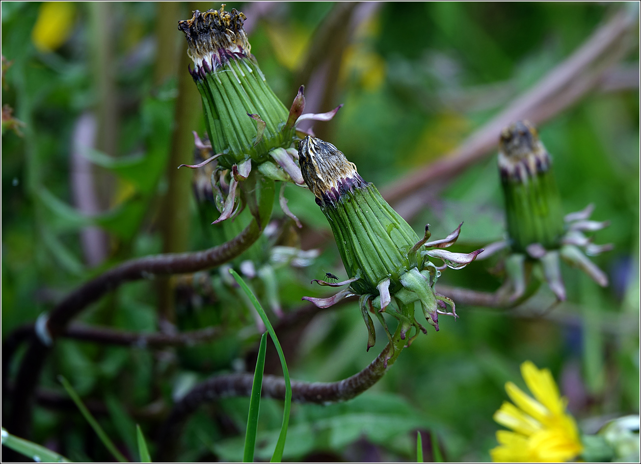 Image of Taraxacum officinale specimen.