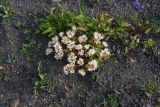 Sedum oppositifolium. Цветущее растение. Чечня, Шаройский р-н, юго-восточный склон горы Чархунышкорт, выс. 2100 м н.у.м, каменистый участок. 7 августа 2023 г.