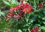 Chrysanthemum indicum. Верхушка цветущего растения с мухой, сидящей на цветке. Московская обл., Раменский р-н, окр. дер. Хрипань, садовый участок. 30.07.2023.