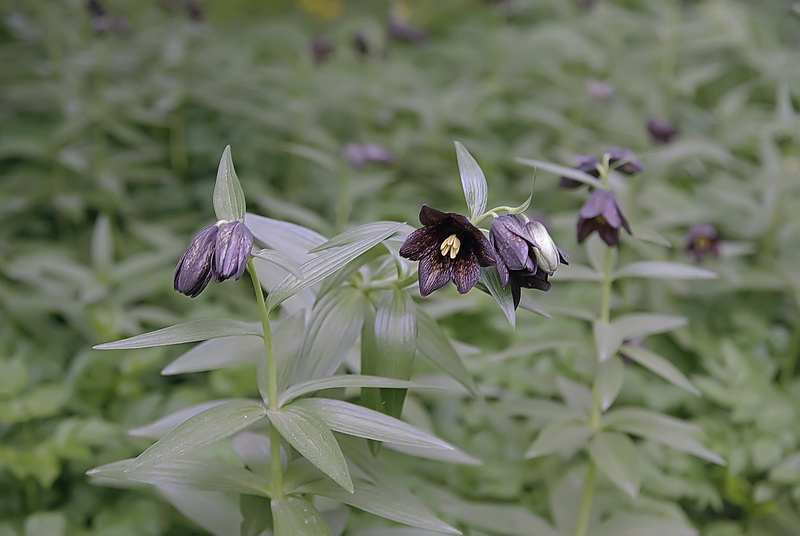 Image of Fritillaria camschatcensis specimen.
