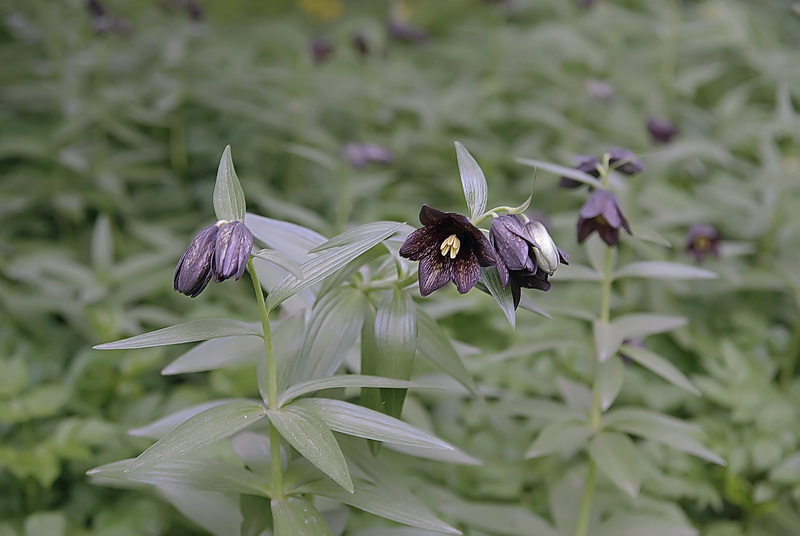 Изображение особи Fritillaria camschatcensis.