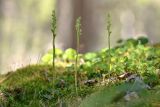 Goodyera repens. Бутонизирующее растение. Карачаево-Черкесия, Карачаевский р-н, Большой Кавказ, левый берег р. Узункол, ≈ 1830 м н.у.м., сосновый лес. 20.07.2023.