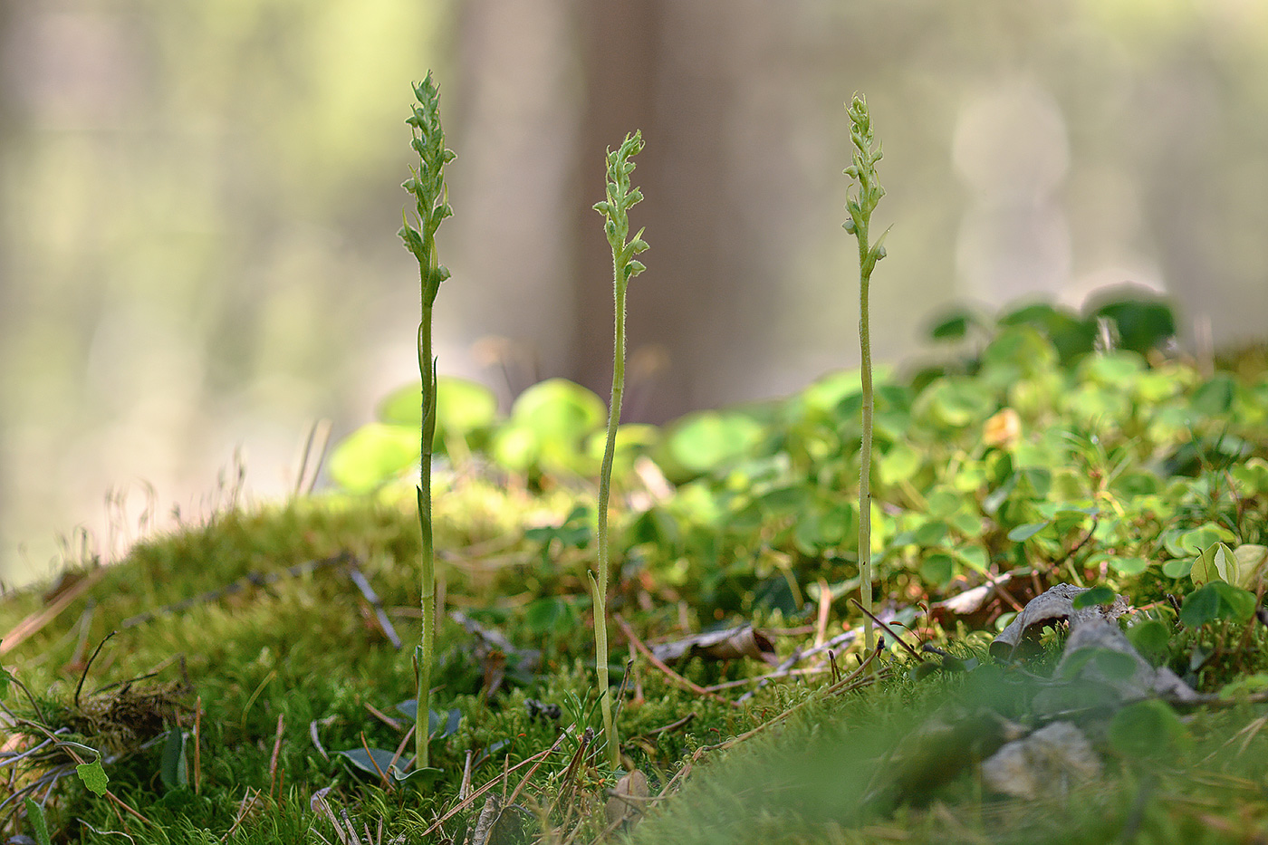 Изображение особи Goodyera repens.