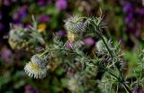 Cirsium echinus