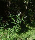 Mentha longifolia