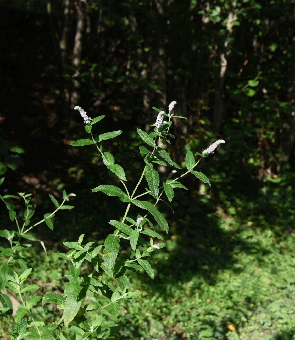 Изображение особи Mentha longifolia.